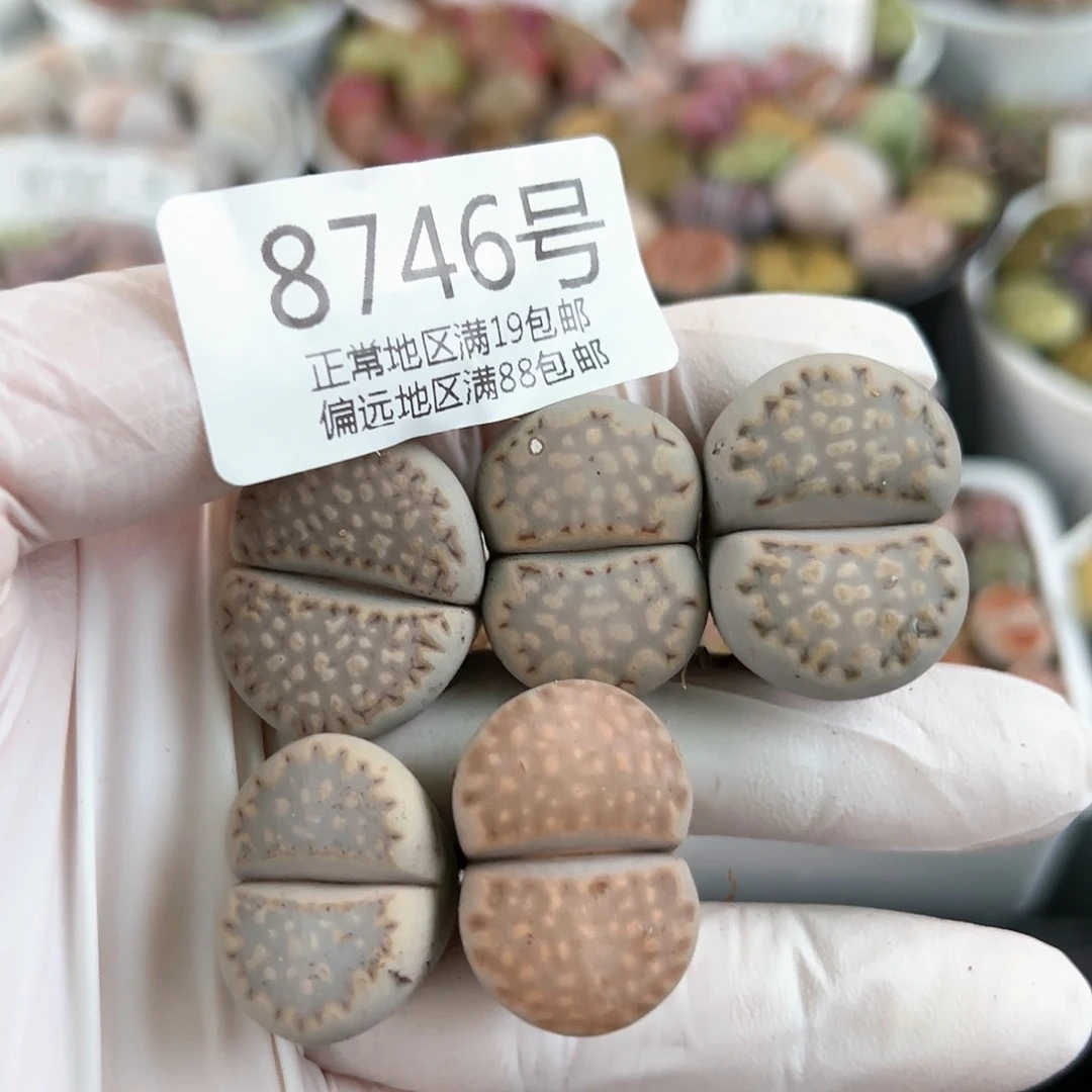 好养易活生石花大母本8746