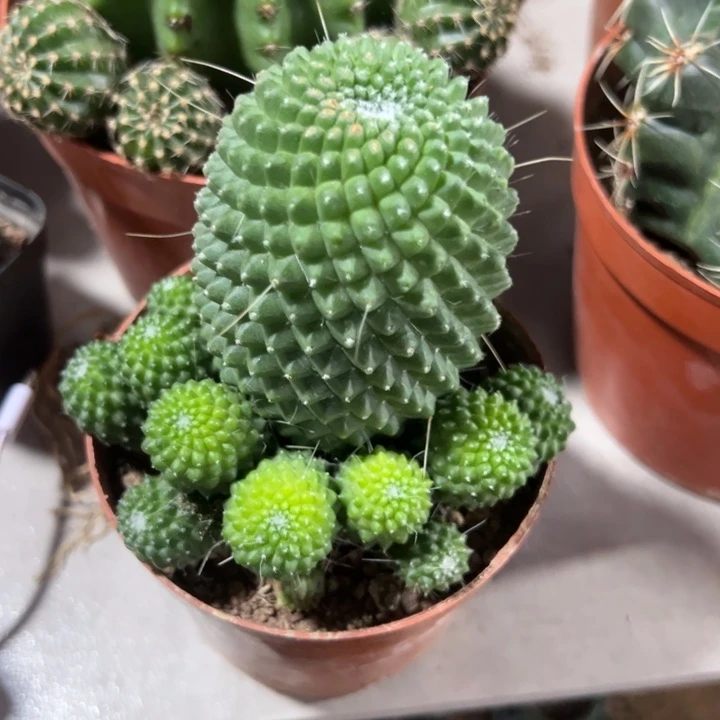 ***吉祥如意等名家的书法