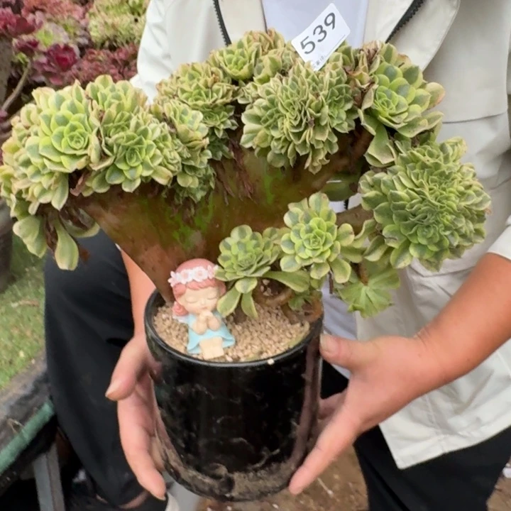 绿豆沙自然朵朵缀化539不包损