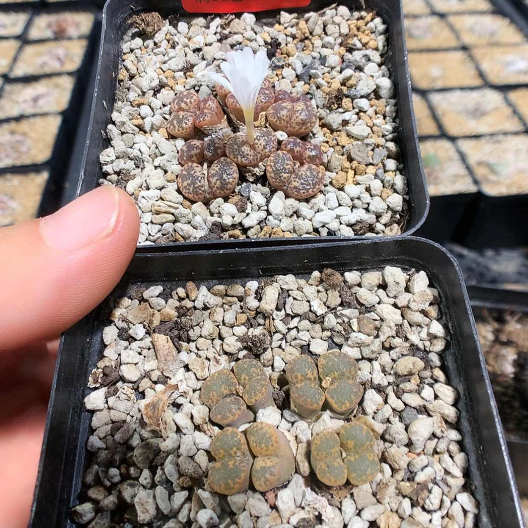 【闪购商品】7-22-50 勋章2盆