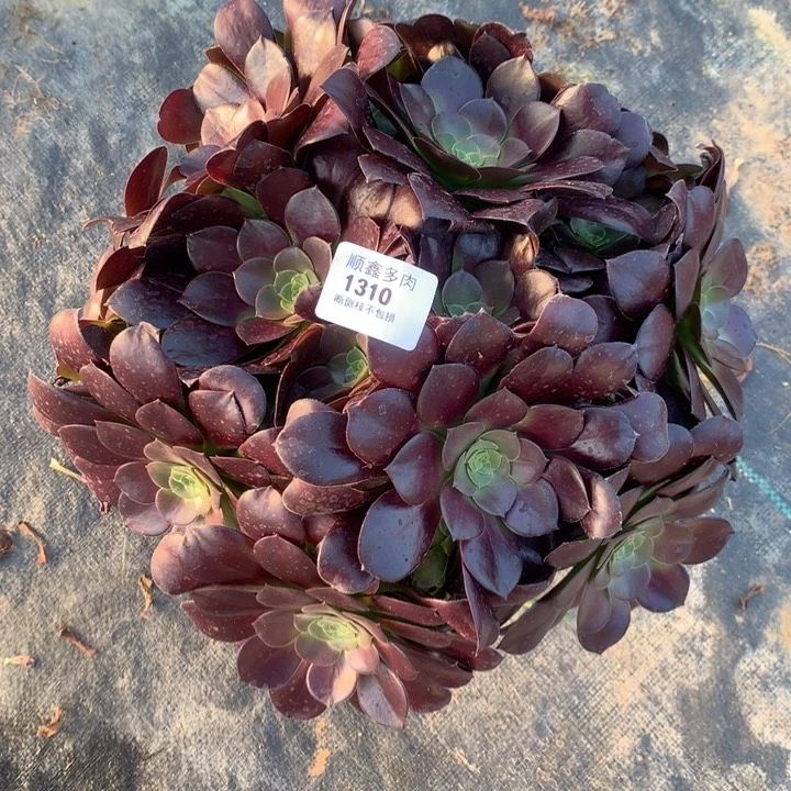1310欧紫多肉植物