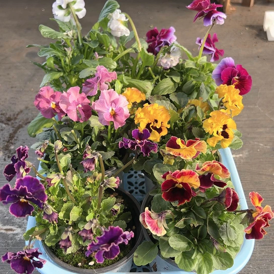 【闪购商品】039号