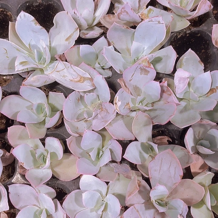 精品一单五颗广寒宫不售后