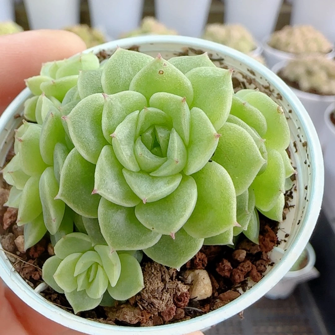 1113-121（优选麦杆）