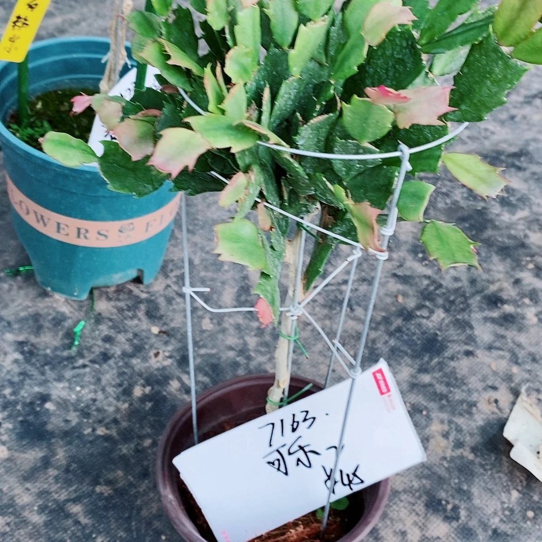 可***2无花朵福利款花架