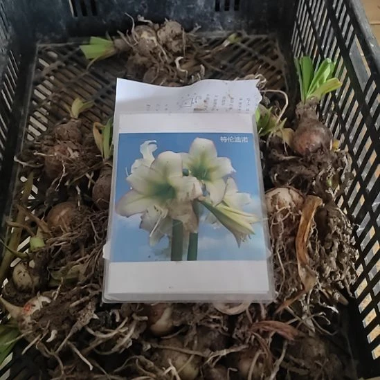 朱顶红特伦迪诺4cm裸根球