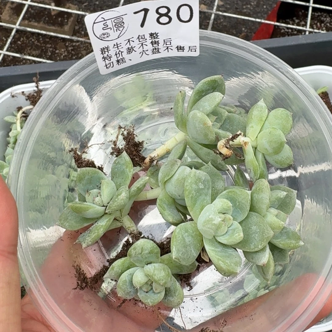 如图780云慢白泽叶插苗1盒