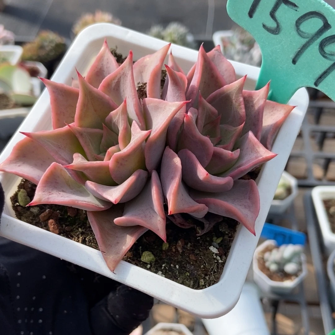 1599饺子皮多肉植物