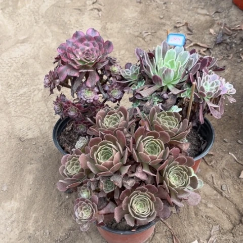 649多肉植物组合，