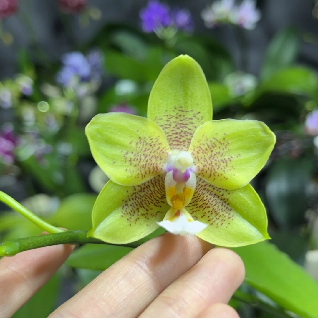 完全开放2.8寸绿香妃开花株