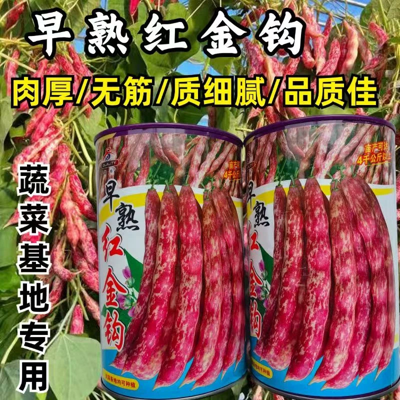 早熟红金钩豆角种子蔬菜基地专用豆角种子