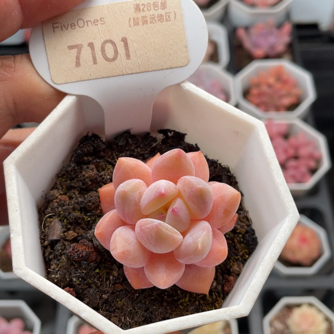 Op冰玉7101-4.0厘米