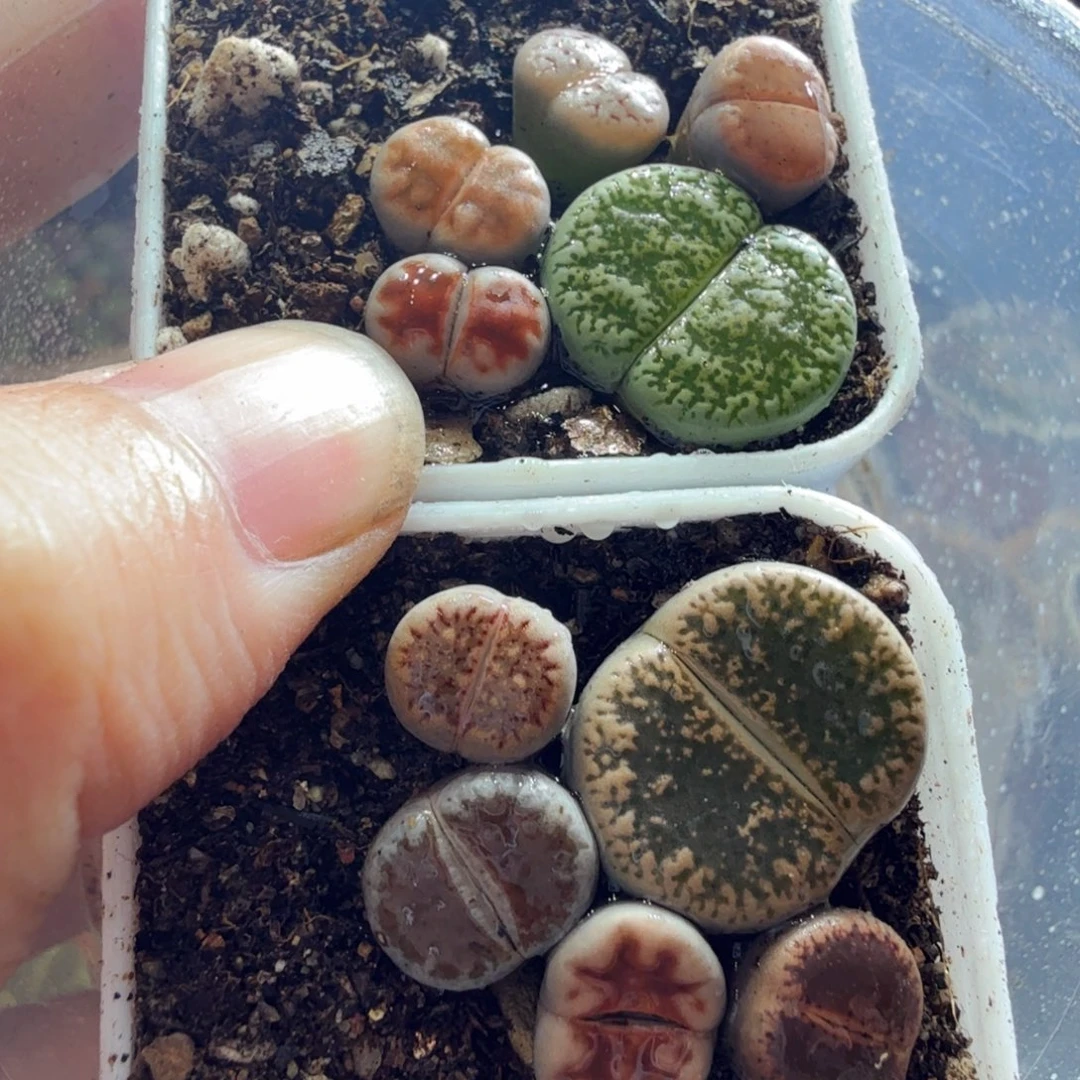 多肉植物福利冲冲冲914