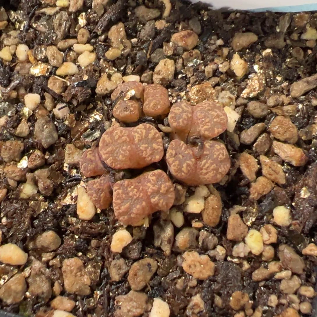 25-04肉锥多肉植物，