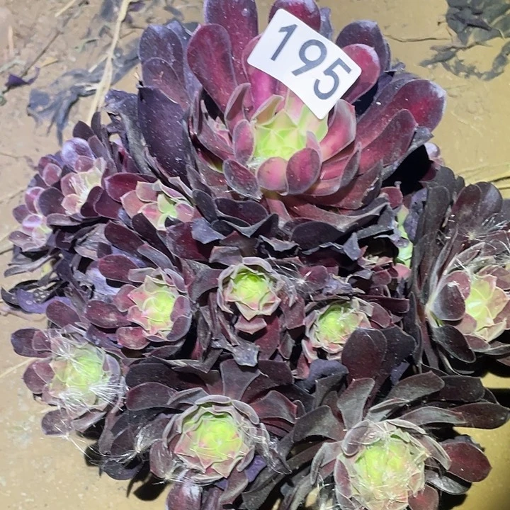 多肉植物法师195花呐