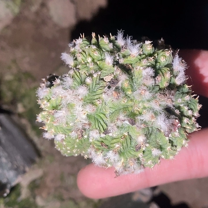 三角接福利老花笼群