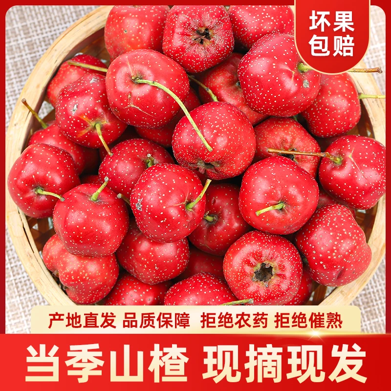 山楂鲜果小山楂甜口甜红子糖雪球雪红果专用极速发货