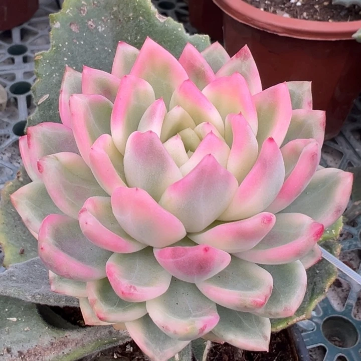 冰月亮白覆伦锦一物一拍锦龙