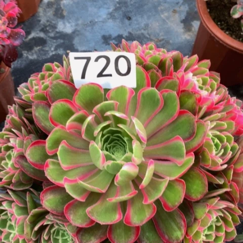 孔雀翎128法师多肉