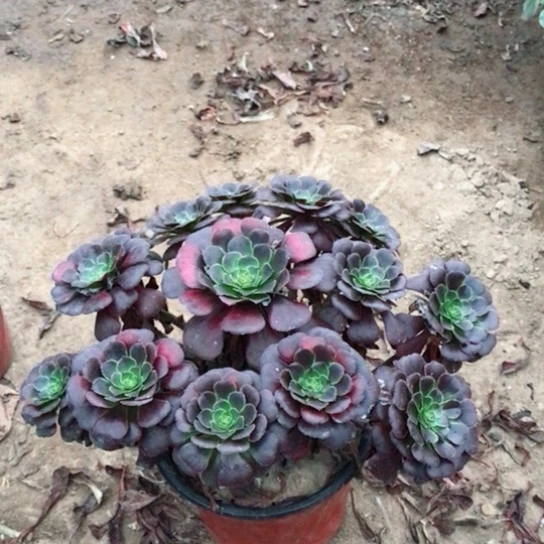 春***天萝莉法师多肉植物17