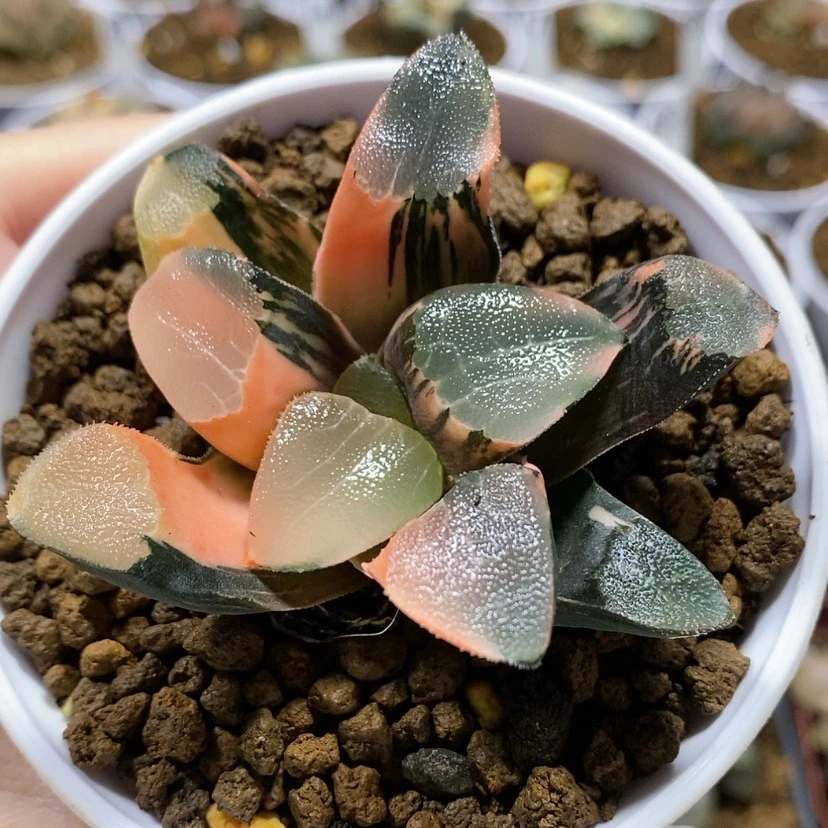 【闪购商品】实生克锦