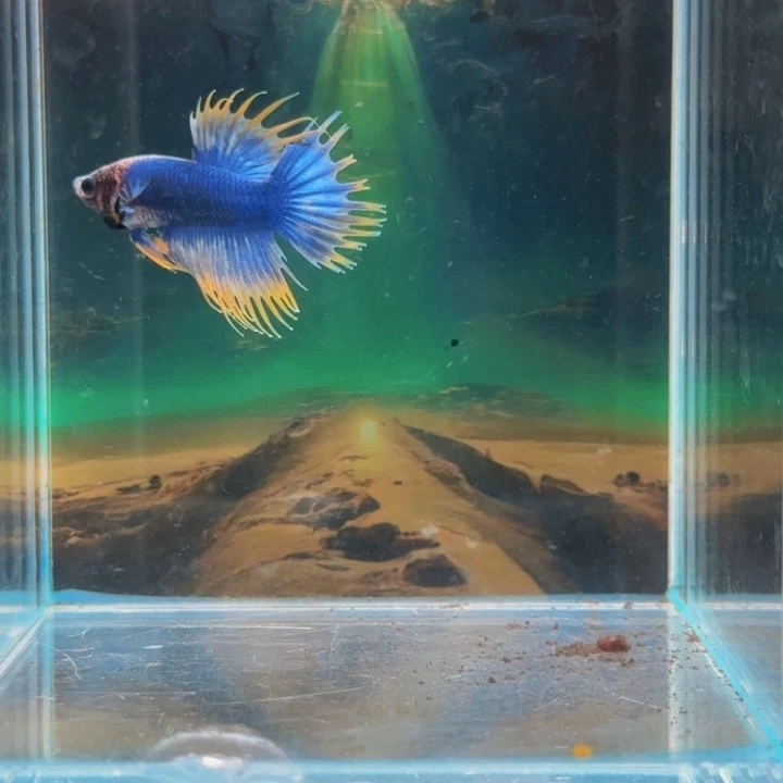 斗鱼就是这么一群男人了