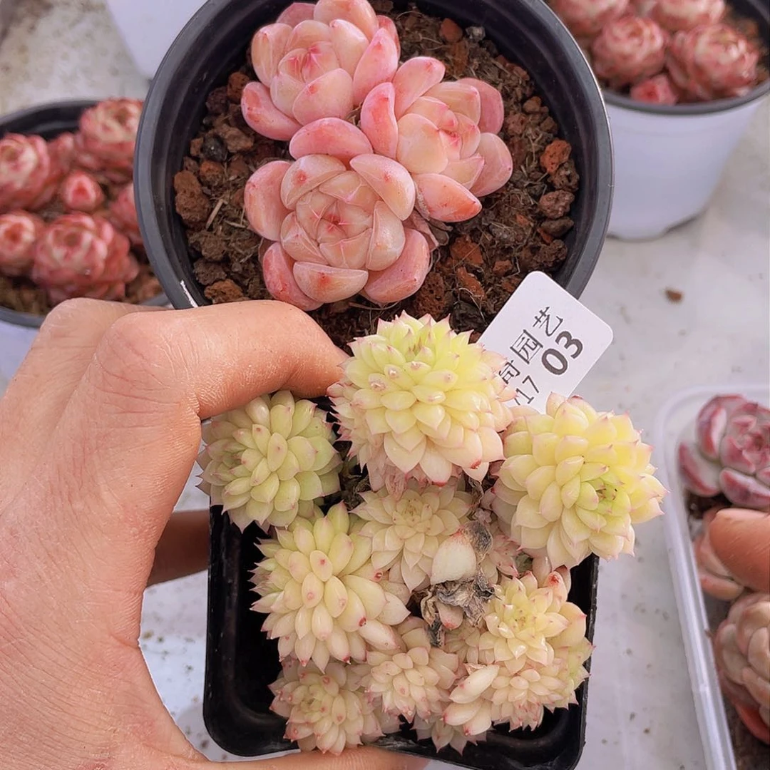 0000000000000003量拍