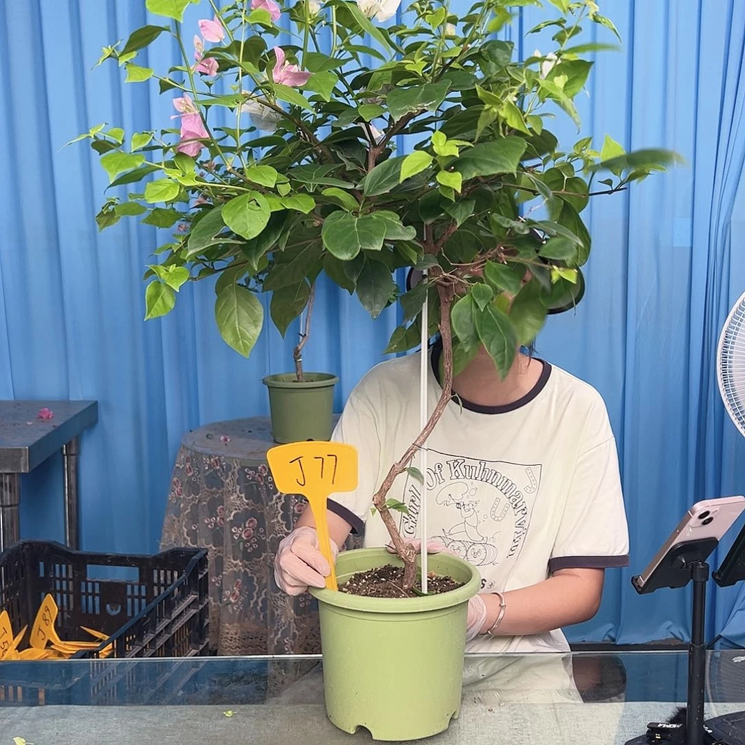 小***益当前无花栽培后可以开花J77广红樱