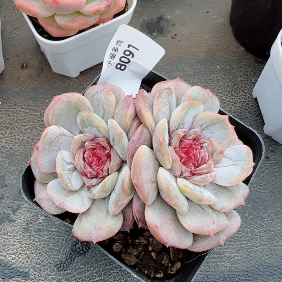 宫花，8091多肉植物