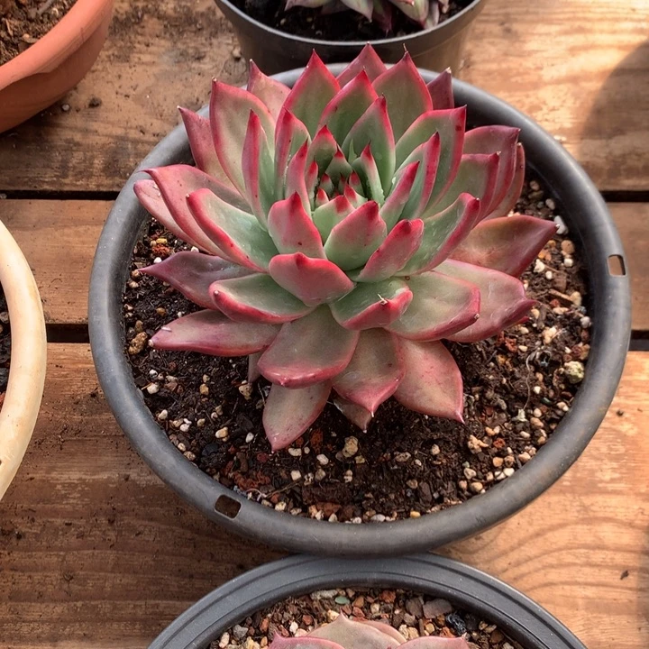 美肉特价活动开始了