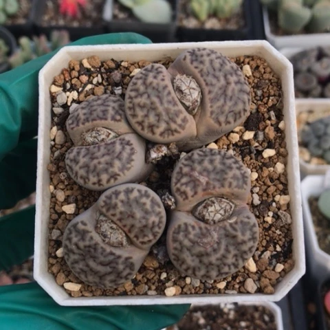 多肉肉锥 黑体红纹雀卵