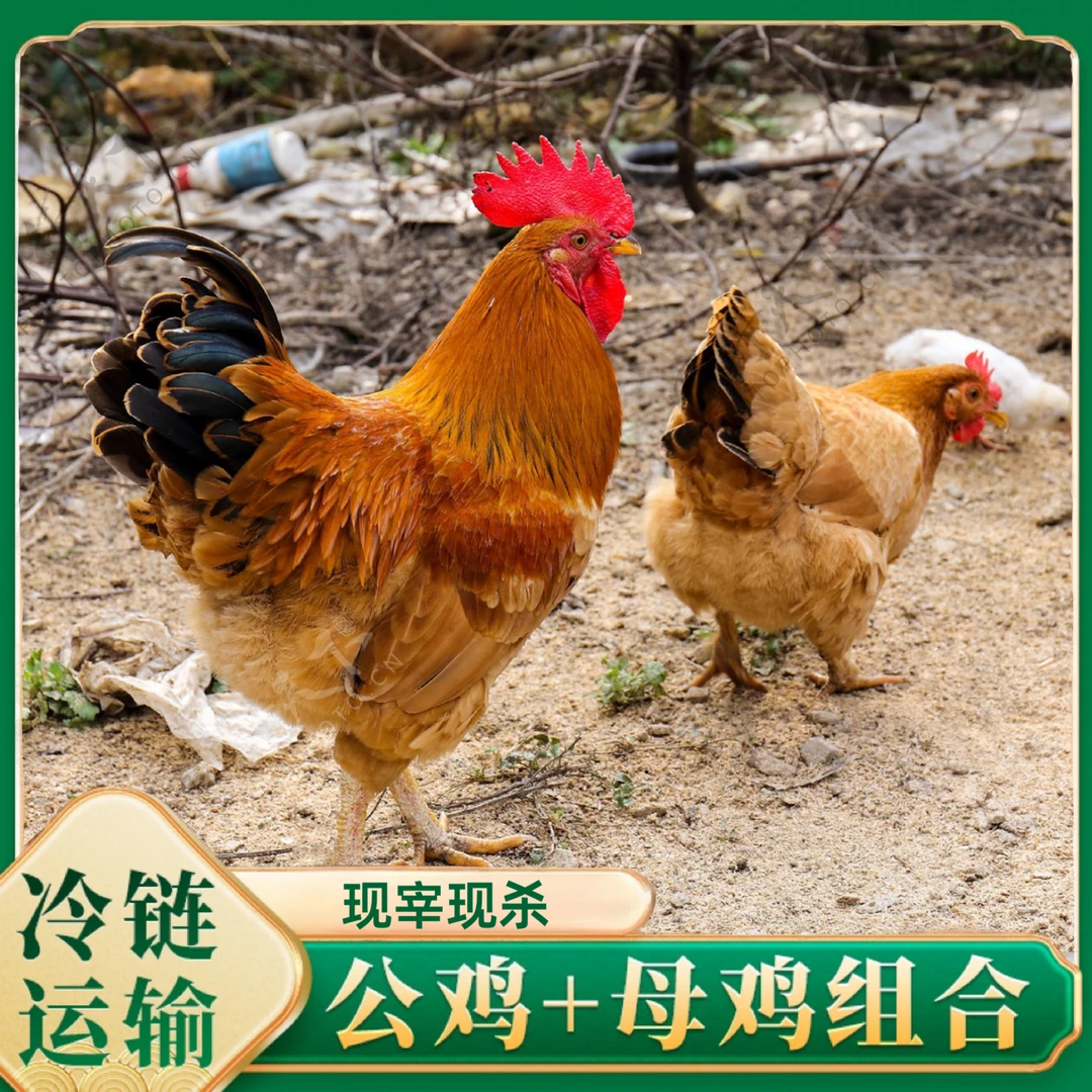 【小杨妹】3只2.5斤母鸡+1只3斤公鸡 组合 4只净重10斤以上+2根人参