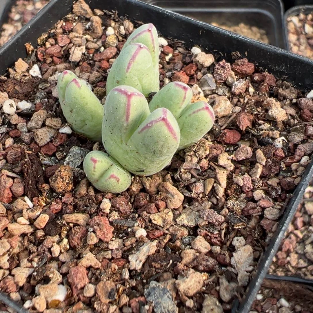 7-99 985猪蹄多肉植物，