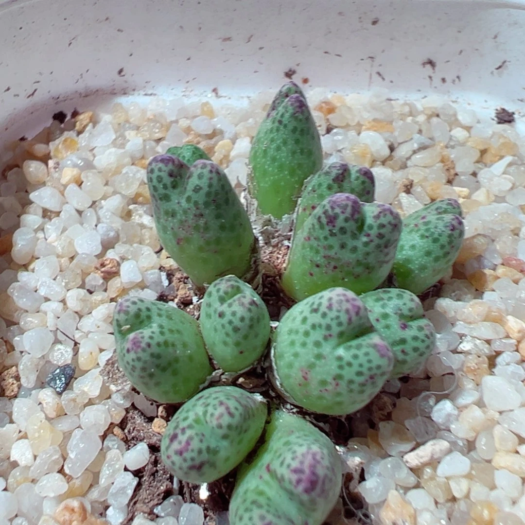 1204-676多肉多肉草莓