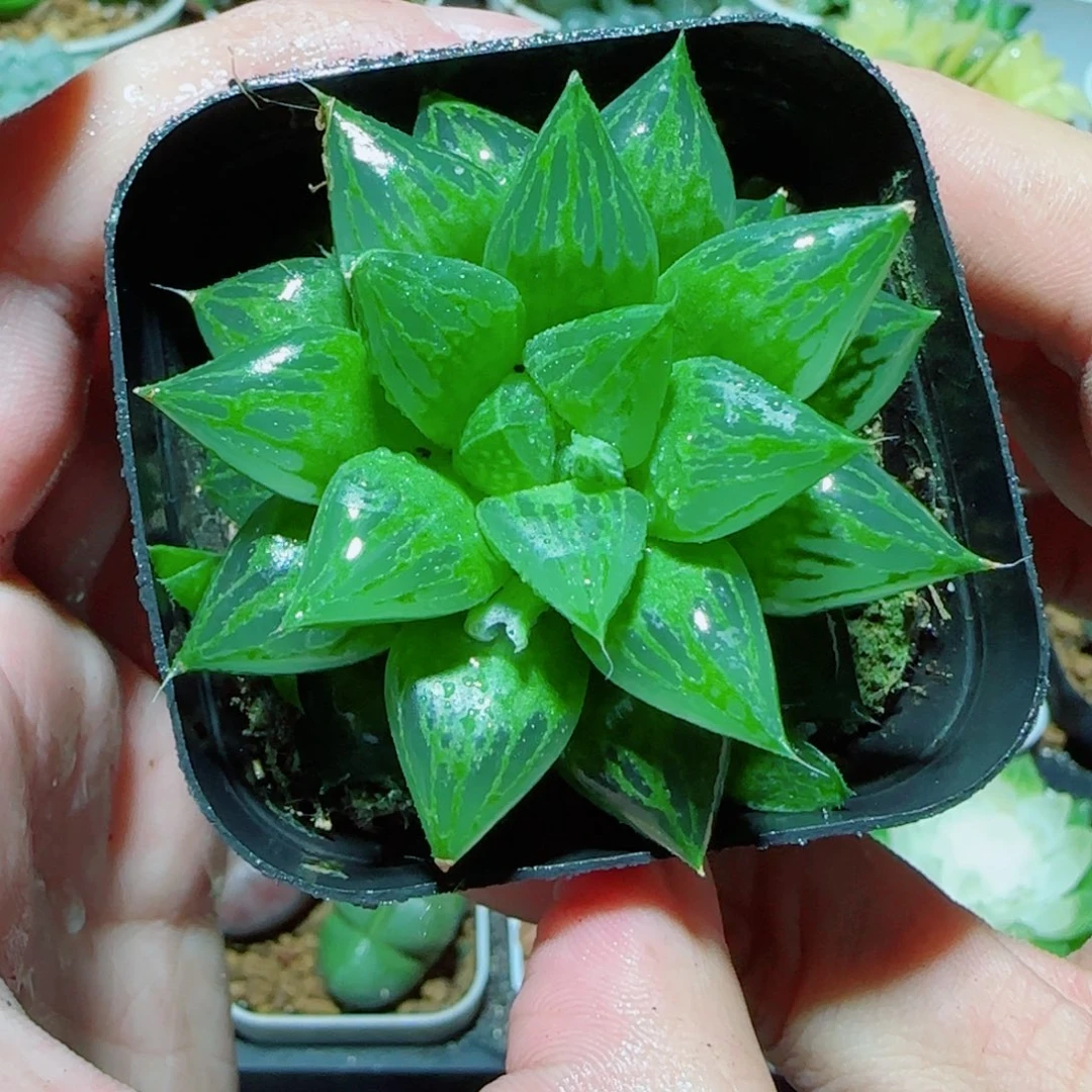 福禄寿多肉植物