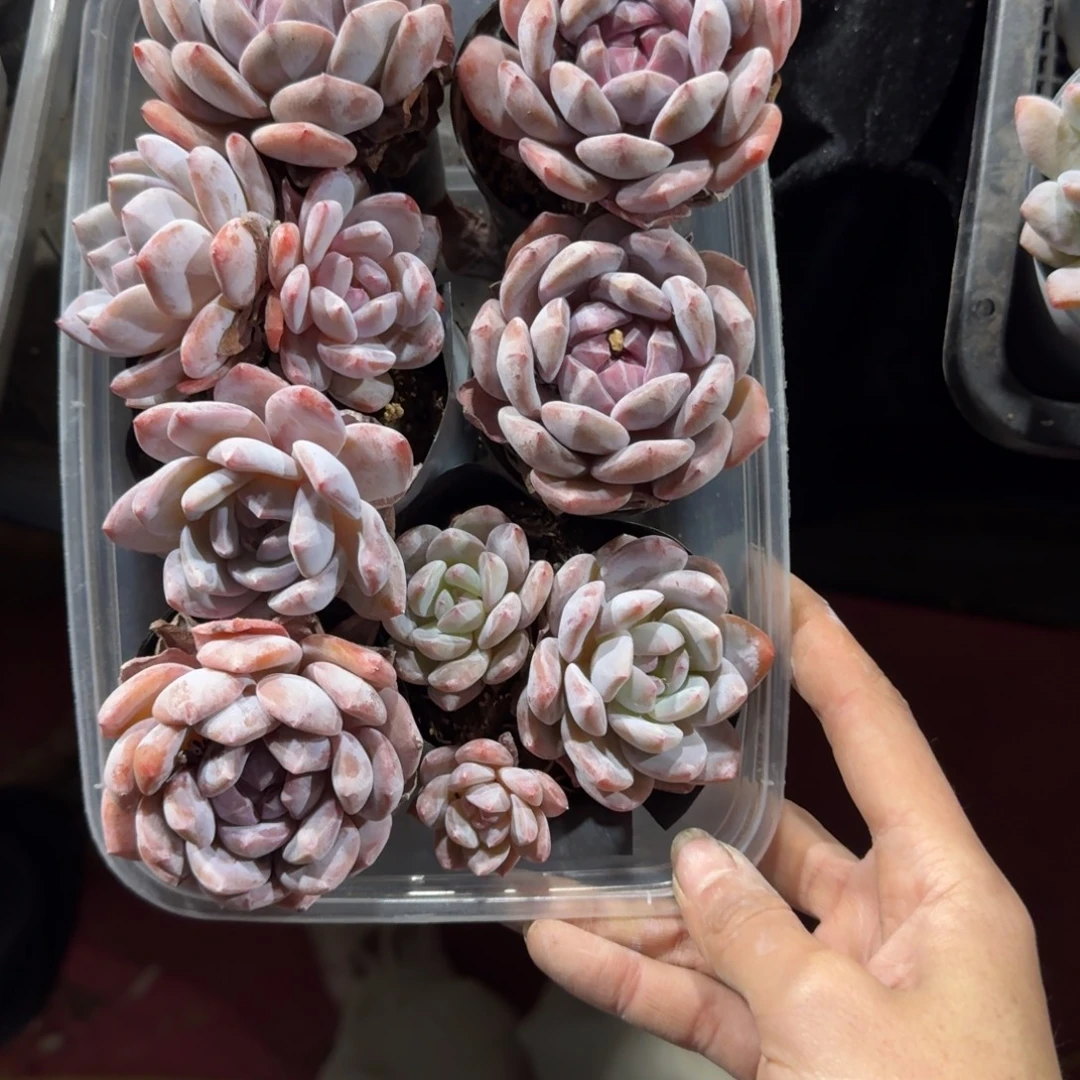 星影6颗65号一物一拍