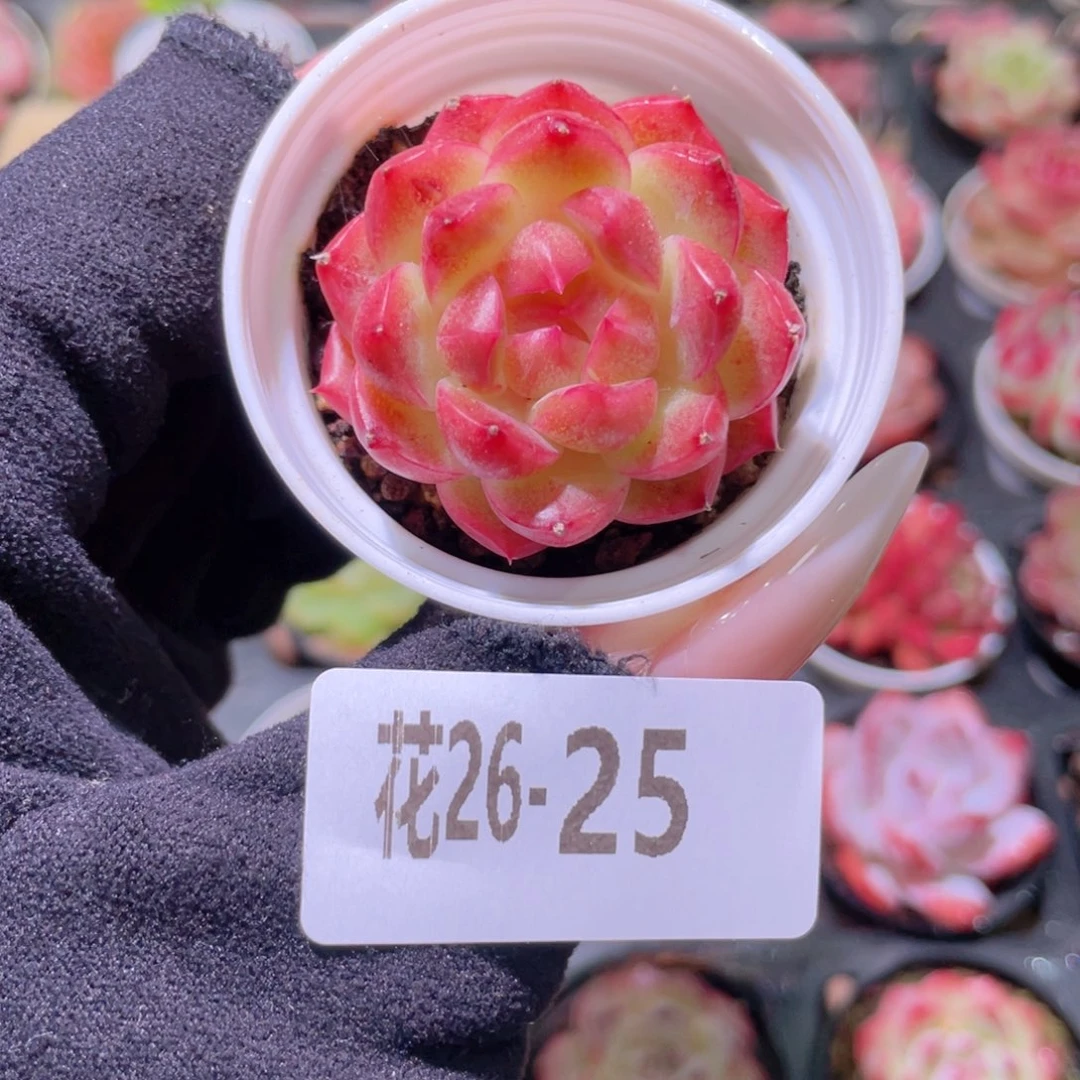 花利美26-25新品单头