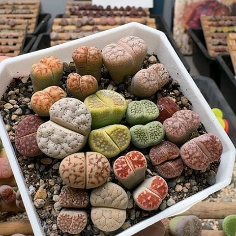 3105丽虹彩套带盆土发货