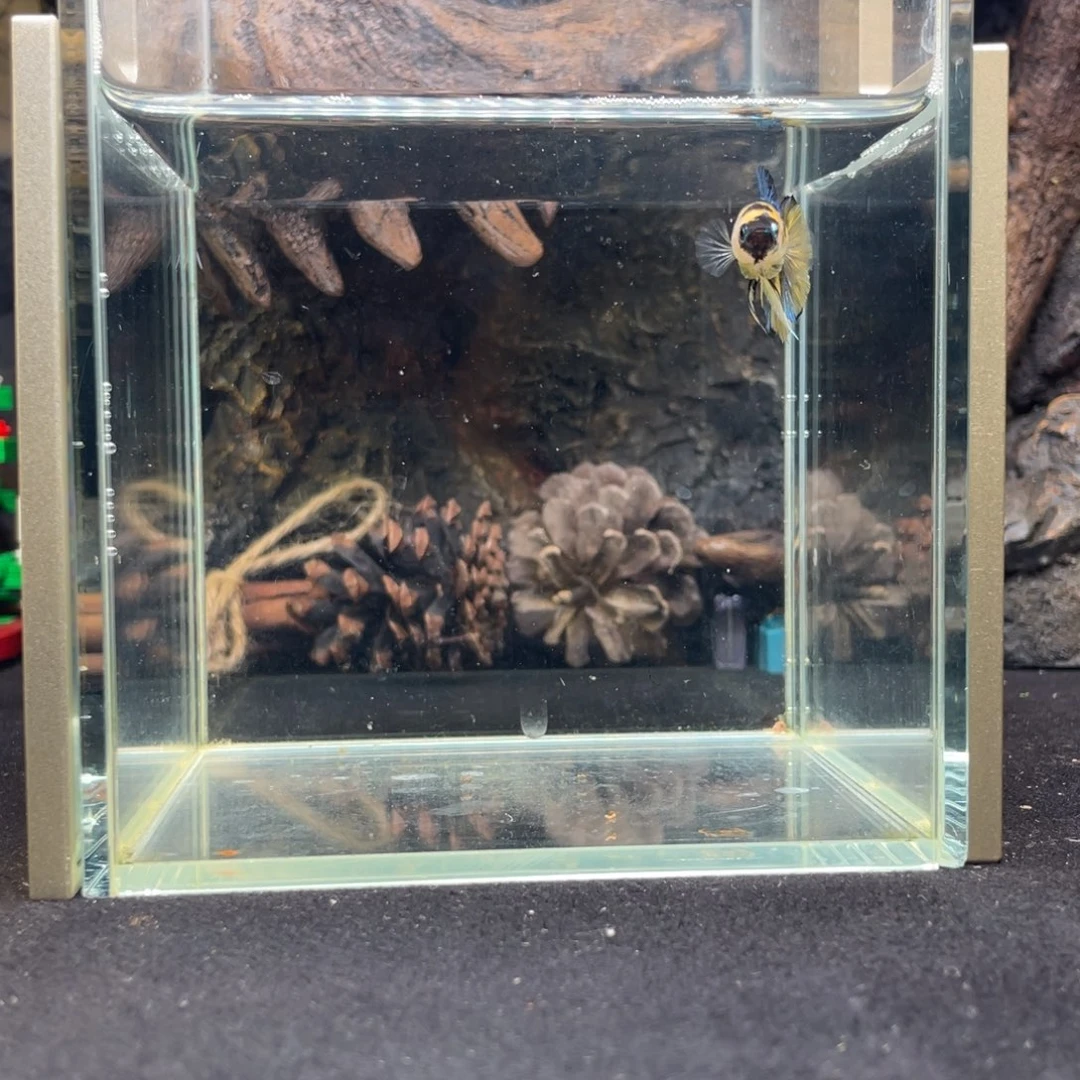 斗鱼十二月十四日竞价