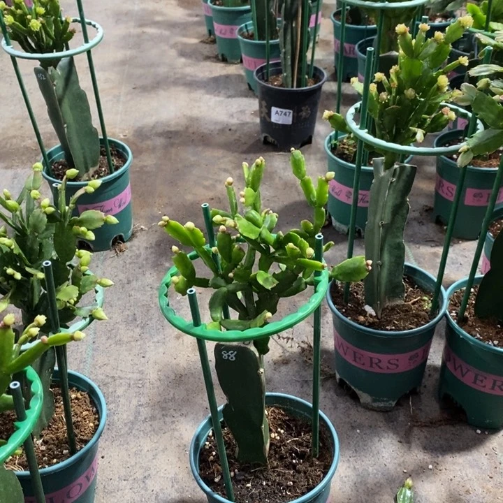 当前无花栽培后可以开花用****7635嫁接白玫瑰