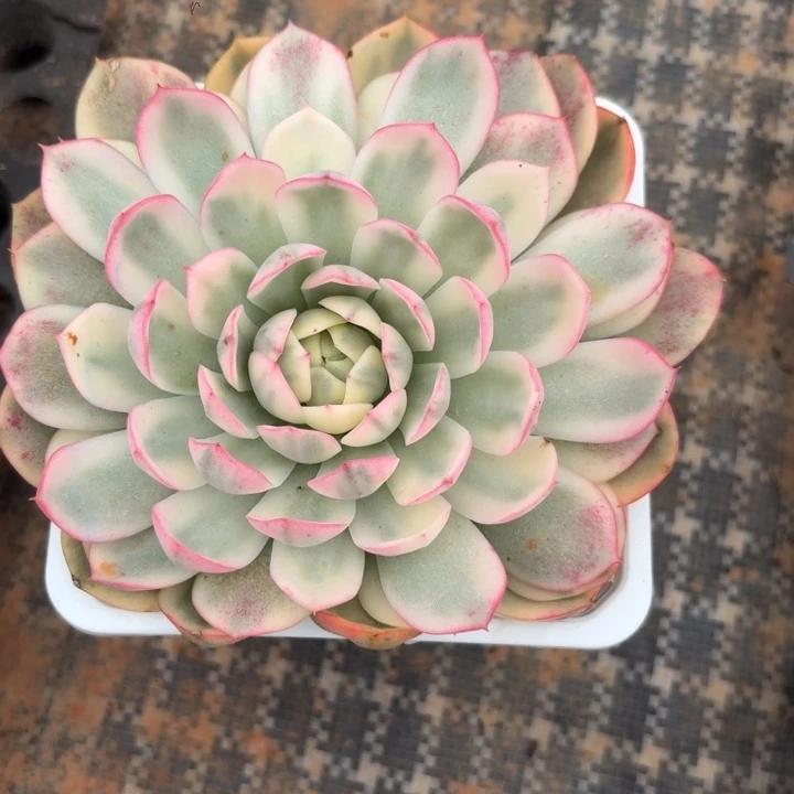 粉水晶锦一物一拍