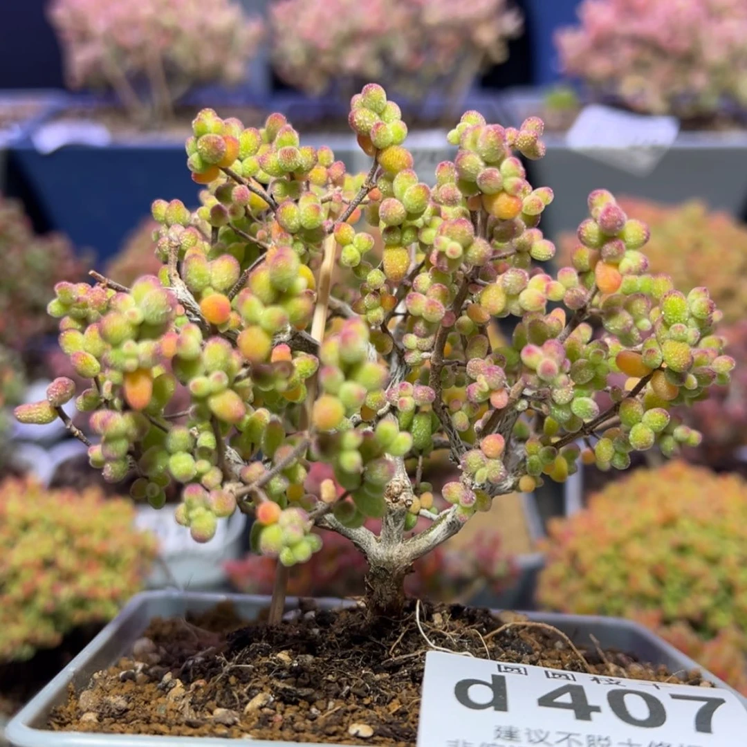 【闪购商品】d407老桩糖球白糊斑锦特价一颗