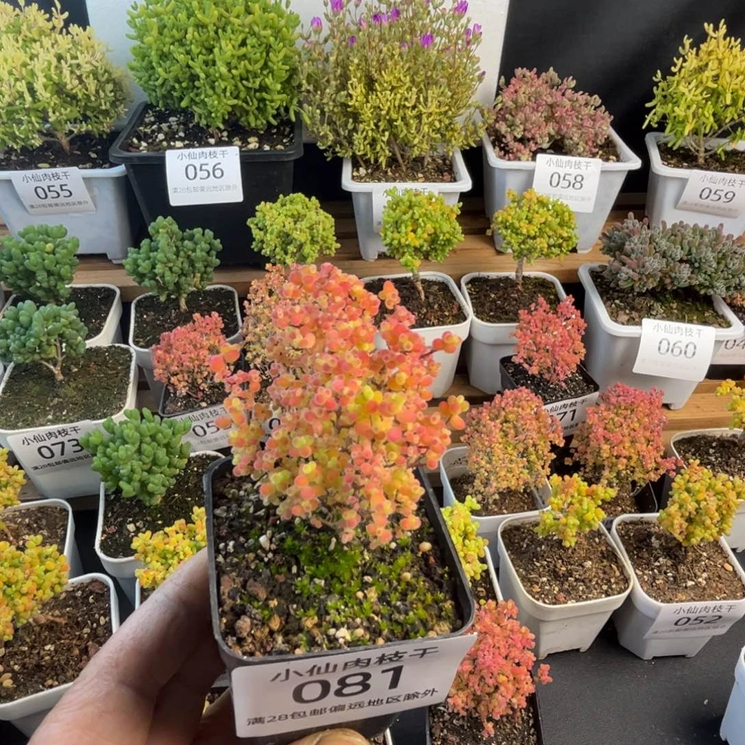 081枝干番杏彩蜜橘