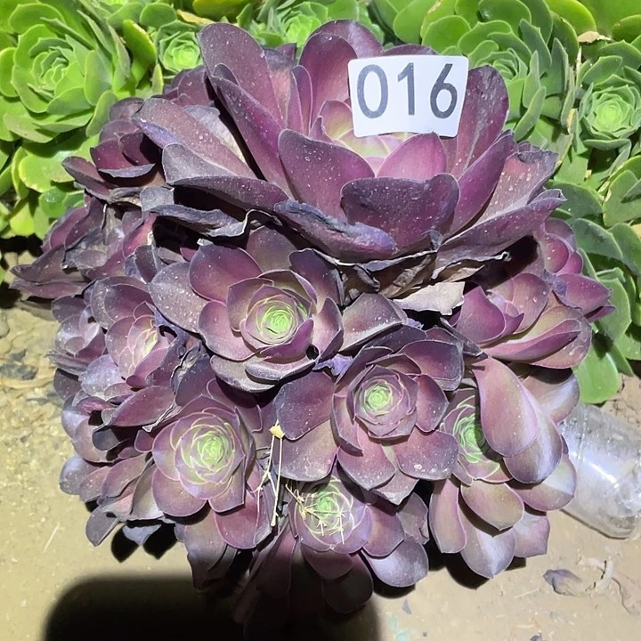 多肉植物法师16美金玫瑰