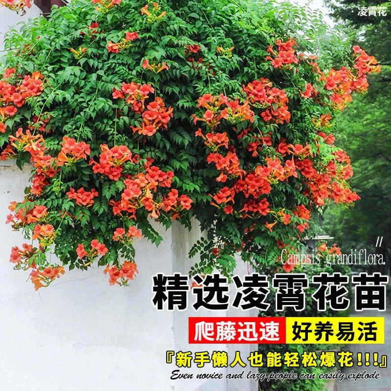 凌霄花爬藤植物大苗粉色橙色凌霄花树苗盆栽庭院四季开花炮仗花