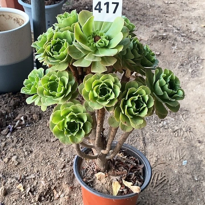 法师植物12345678