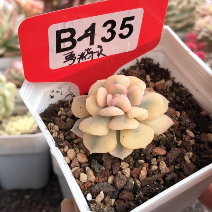 雪精灵覆轮锦有根