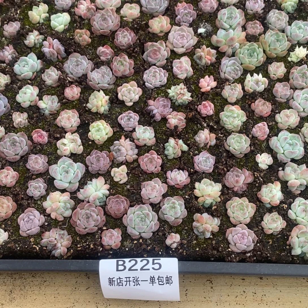 精品多肉切糕炸筐B225
