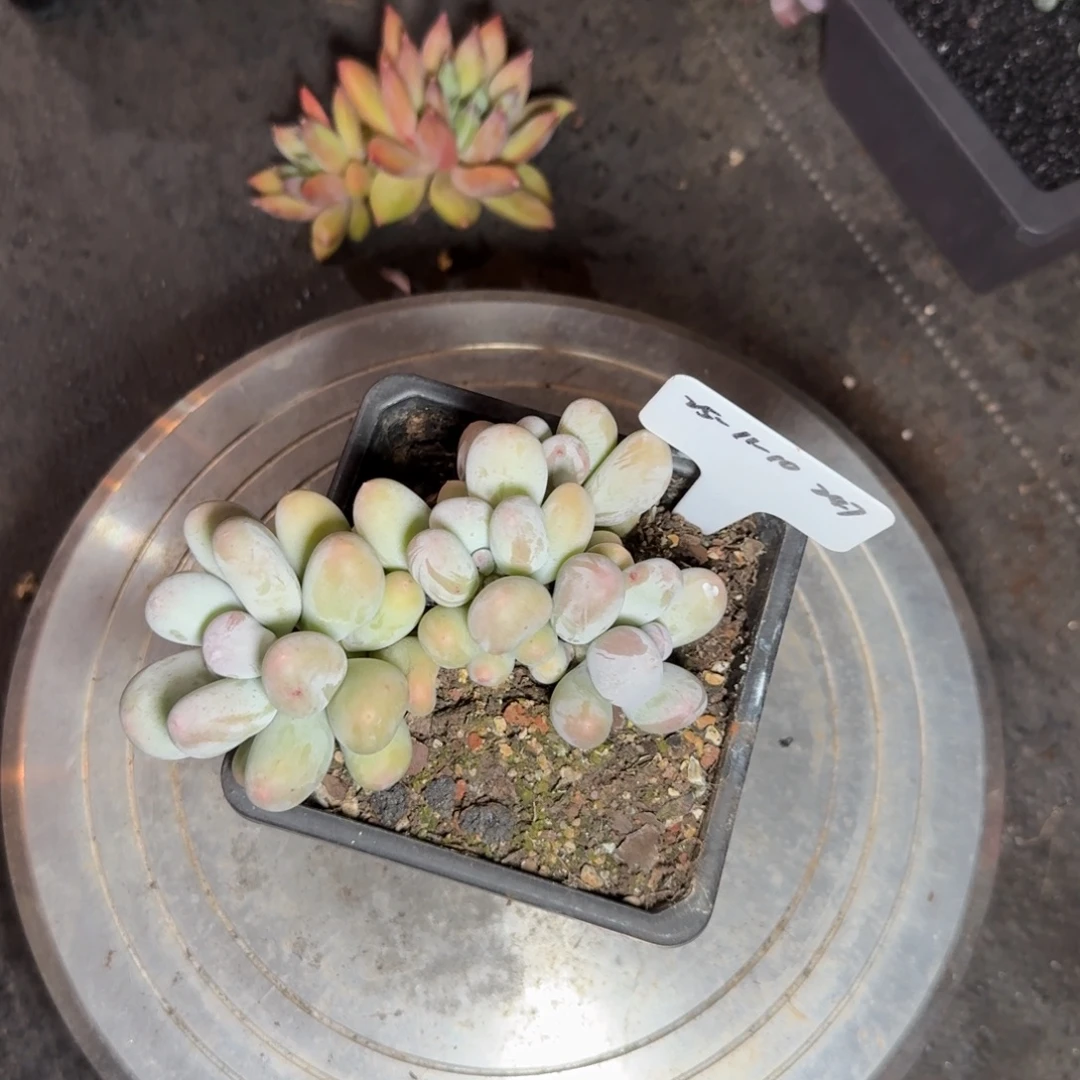 一物一拍2025-11-10米可奶237