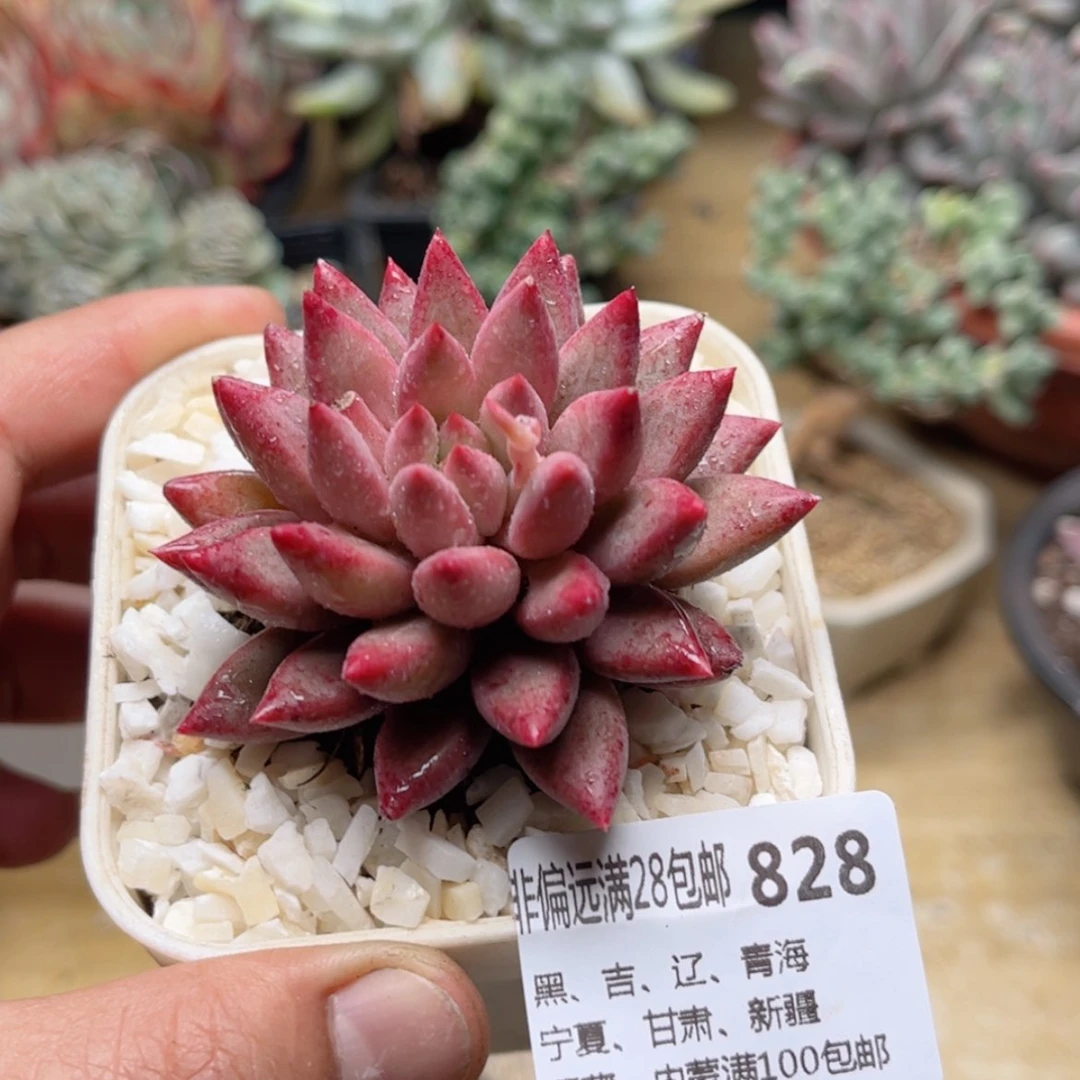 【闪购商品】828虞美人